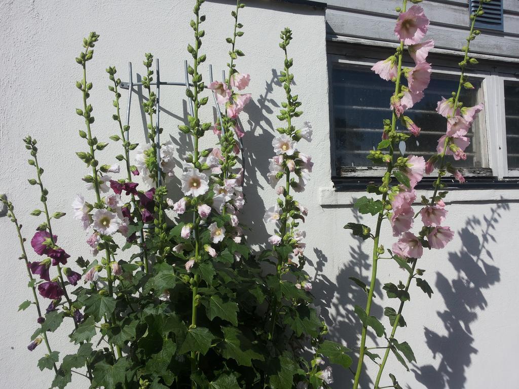 Laegenhet Lillisgarden Guest House Vallakra ภายนอก รูปภาพ